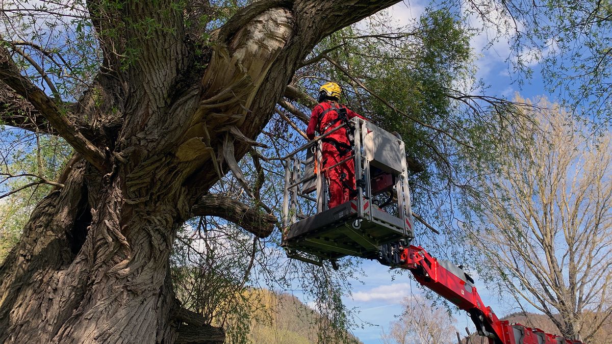 Gefahr durch Bäume - Baumpfleger Berkhan im Einsatz