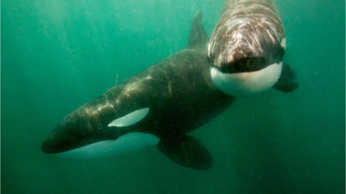 Studie: Orcas jagen Blauwale und fressen deren Zunge