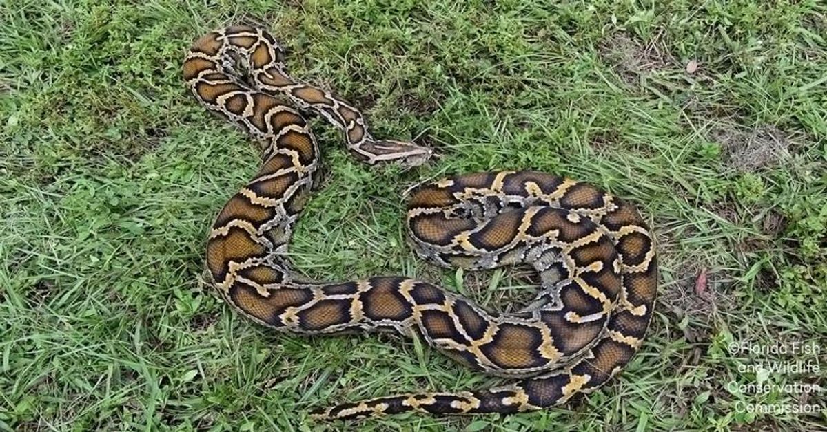 Auf Schlangenjagd: Behörde bietet Kopfgeld gegen Python-Plage