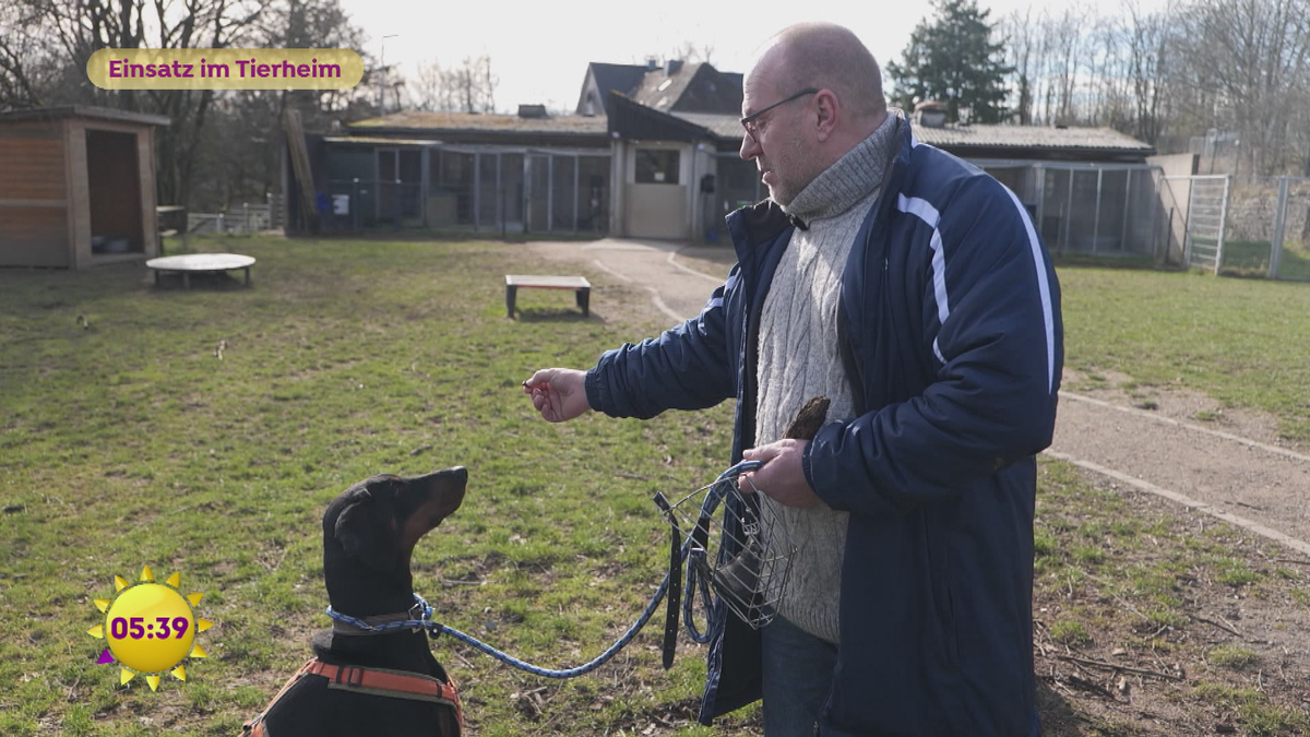 Dogwalker: Einsatz im Tierheim