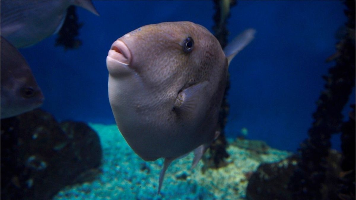 In beliebter Urlaubsregion: Badegäste berichten von beißenden Fischen in Südfrankreich