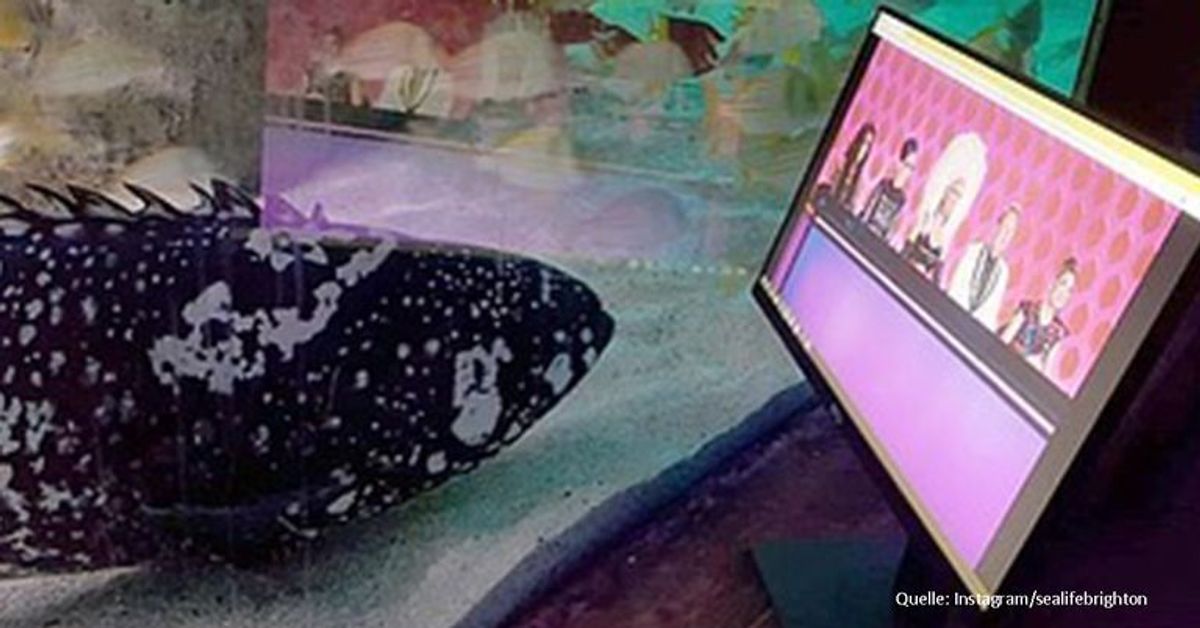 Keine Besucher während Corona: Aquarium-Tiere schauen Netflix