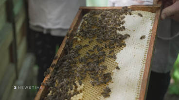 Über 140.000 Imker: Eigene Bienenstöcke im Trend