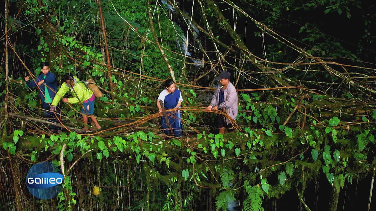 Architektur aus Natur: Indiens Brücken aus lebenden Bäumen