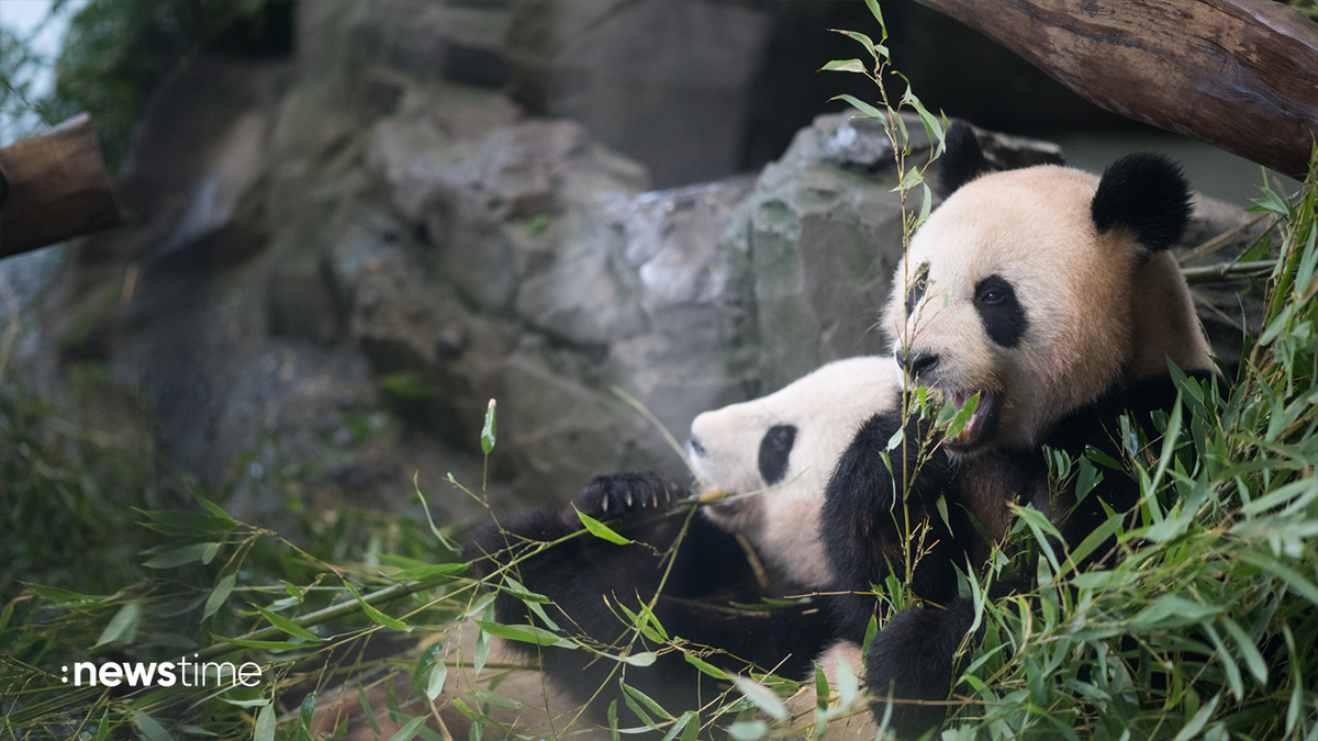 Abschied: Berliner Panda-Zwillinge verlassen den Zoo