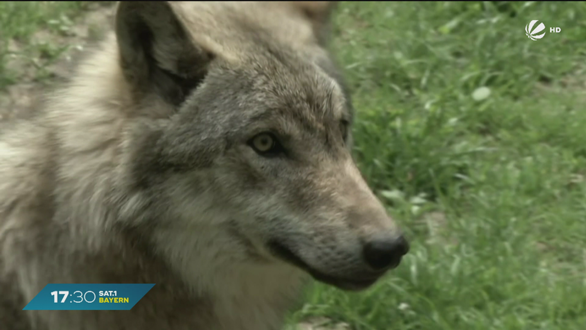 Wolf soll ins Jagdrecht? Aiwangers Jagdgesetz stößt auf Kritik