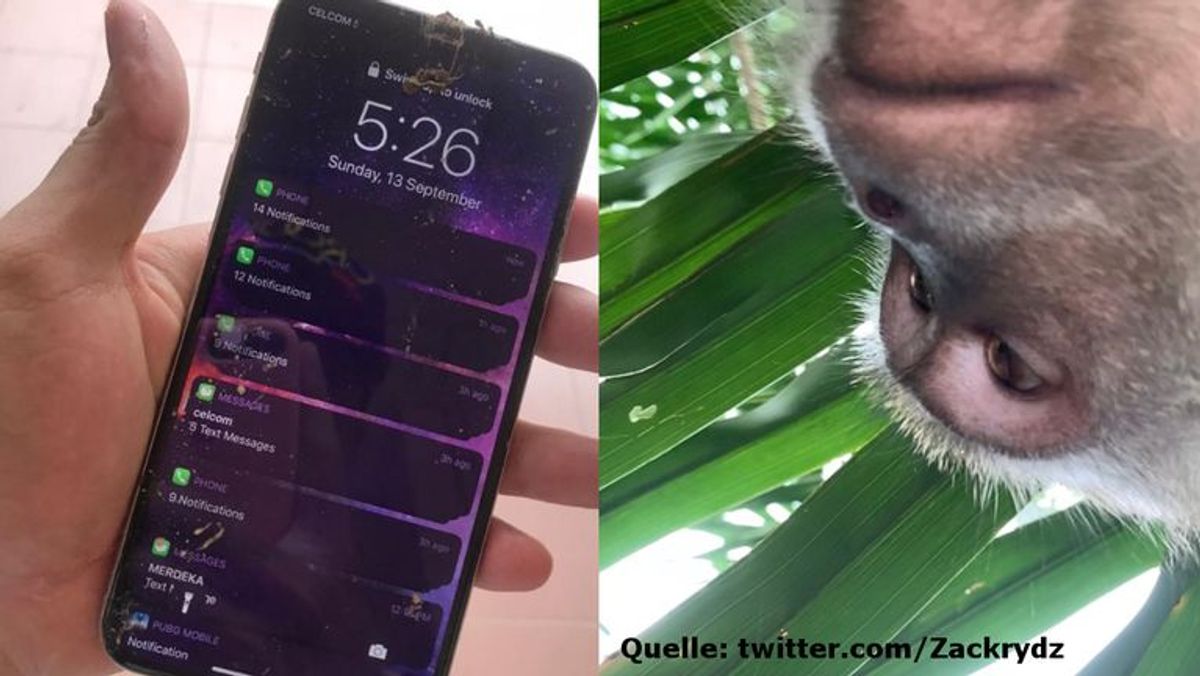 Affe klaut Handy und macht ganz viele Selfies