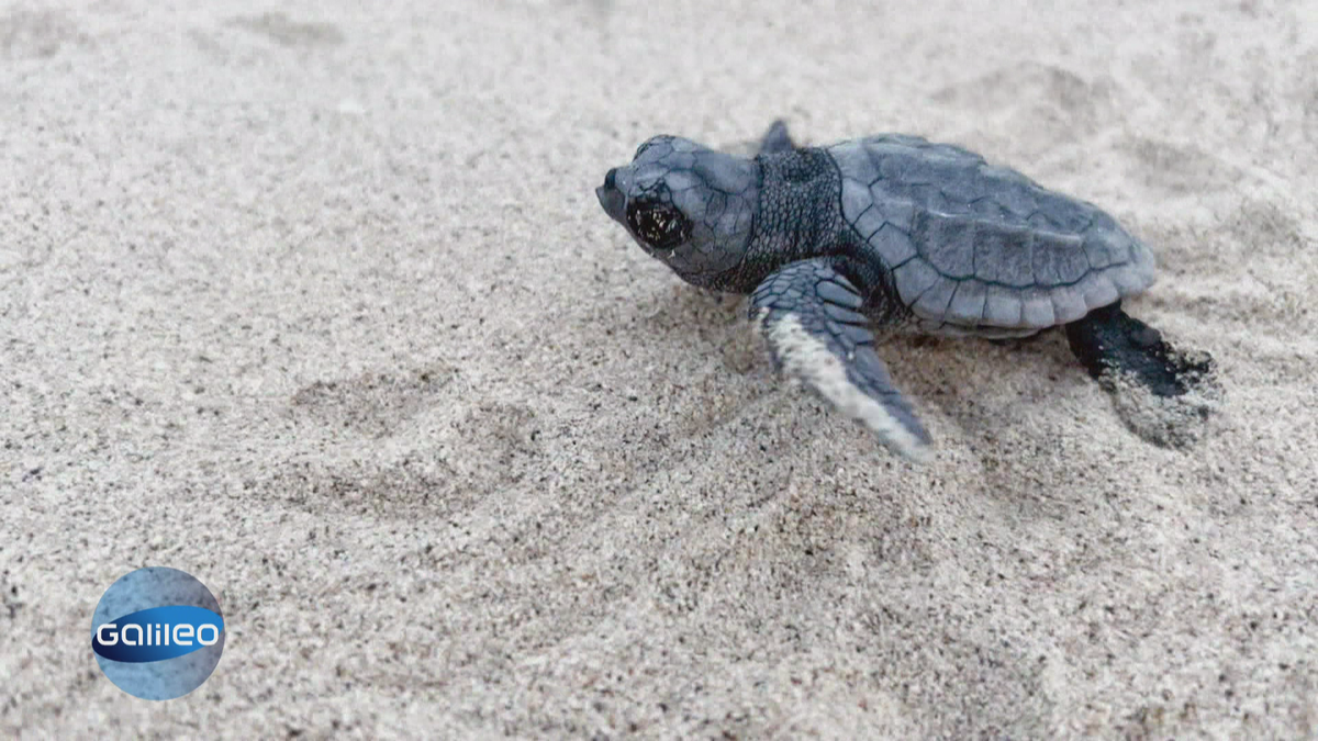 Deutscher Kommissar wird Schildkröten-Hüter