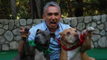 Cesar feiert: 100 Folgen Hundeflüsterer