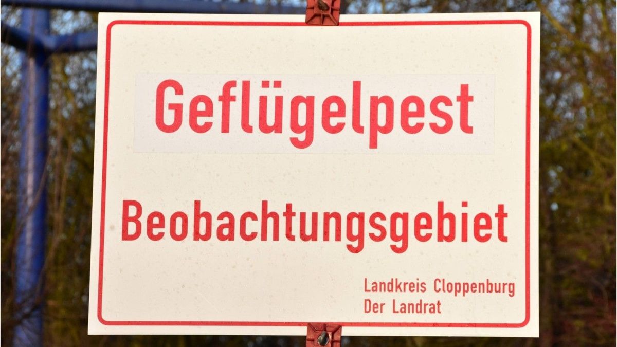 Geflügelpest: Die Ostereier werden knapp