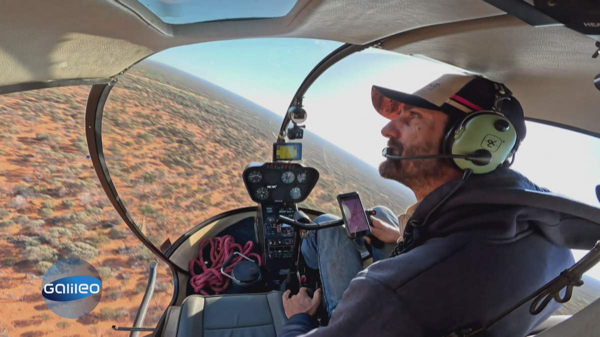 Helikopter-Cowboy: Viehtrieb aus der Luft