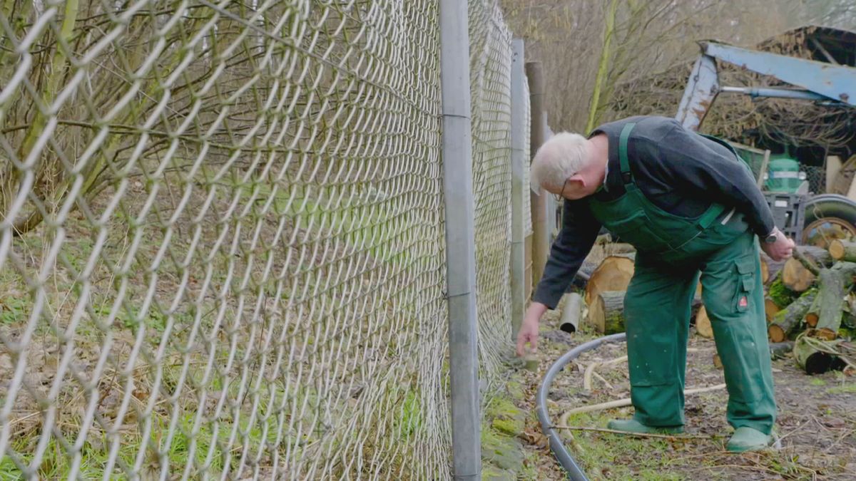 Mitten unter uns: Wölfe in Deutschland