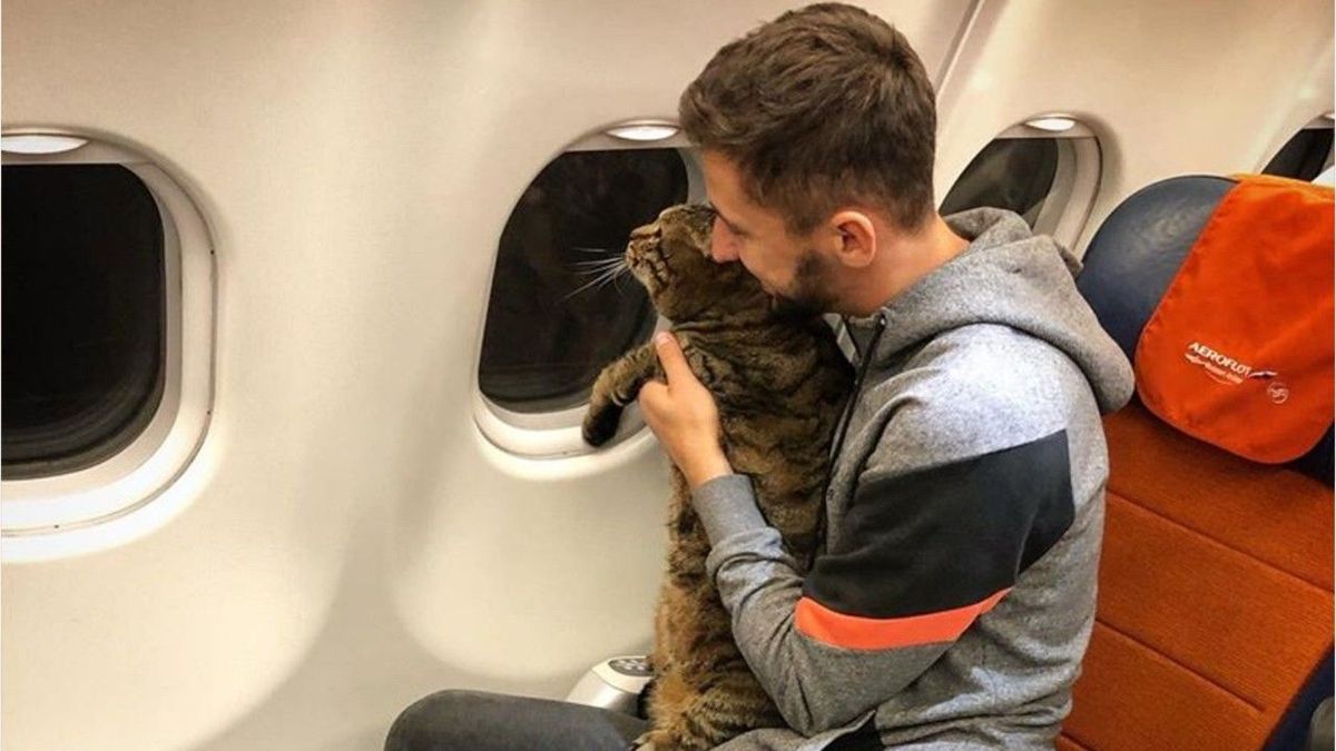 Kater zu dick fürs Flugzeug - Russe greift auf List zurück und muss büßen