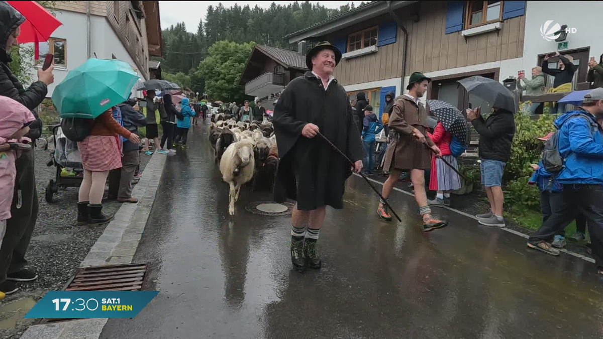 Viehabtrieb im Regen: Viehscheid-Saison startet im Allgäu