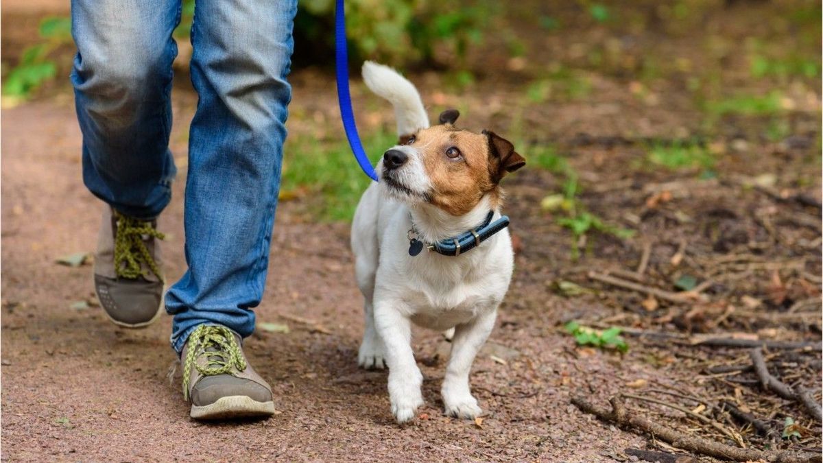 Corona Ausgangssperre: Darf ich mit meinem Hund Gassi?