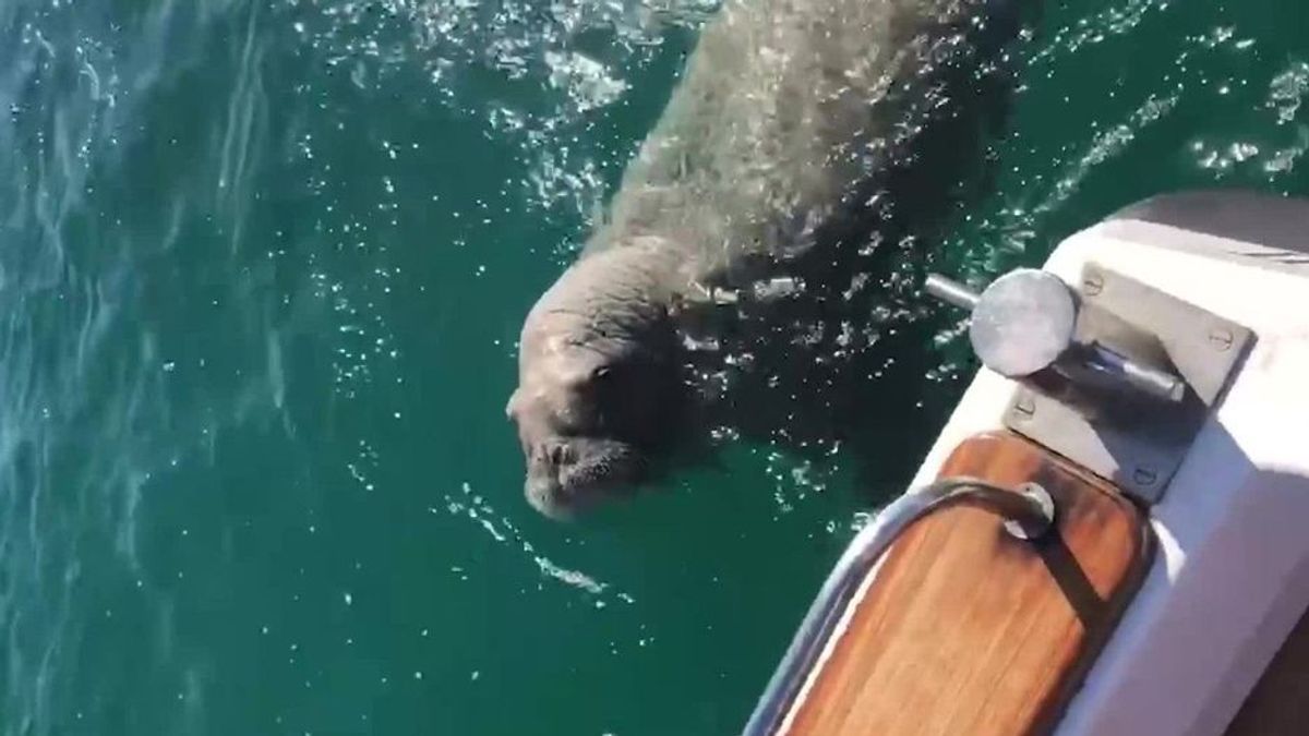 Gefilmt: Berühmtes Walross "Wally" will auf Touristen-Jacht klettern