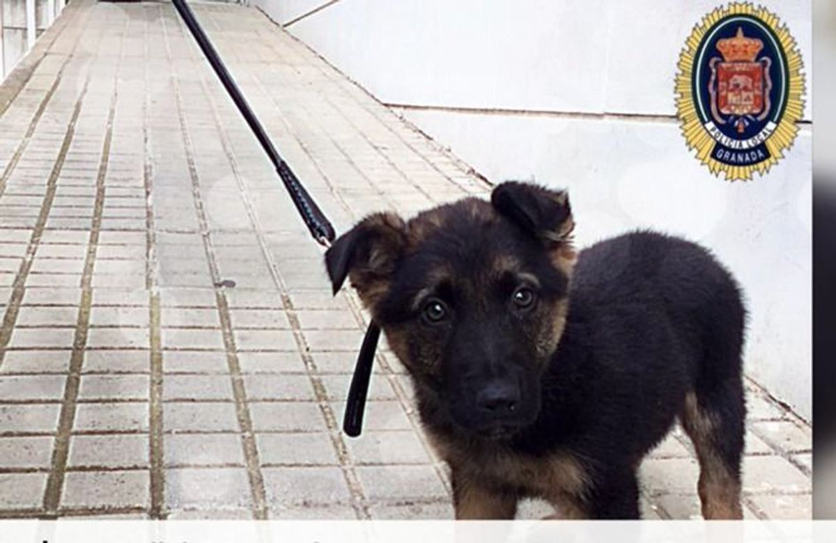 Misshandelter Hundewelpe gerettet: Jetzt hat er einen Job