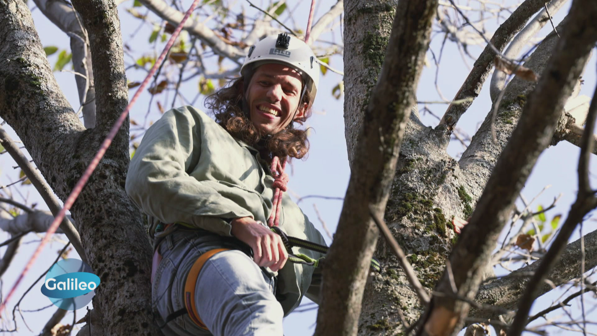 Der Walnuss-Urwald in Kirgistan: Reporter Mario bei der traditionellen Ernte