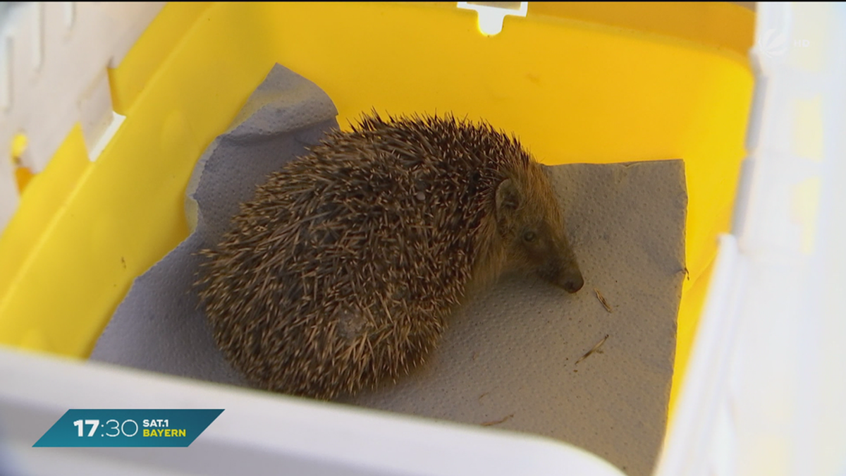 Frühlingserwachen in Bayern: Warum Igel jetzt unsere Hilfe brauchen