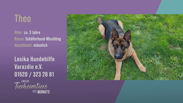 Intelligent und verschmust: Theo