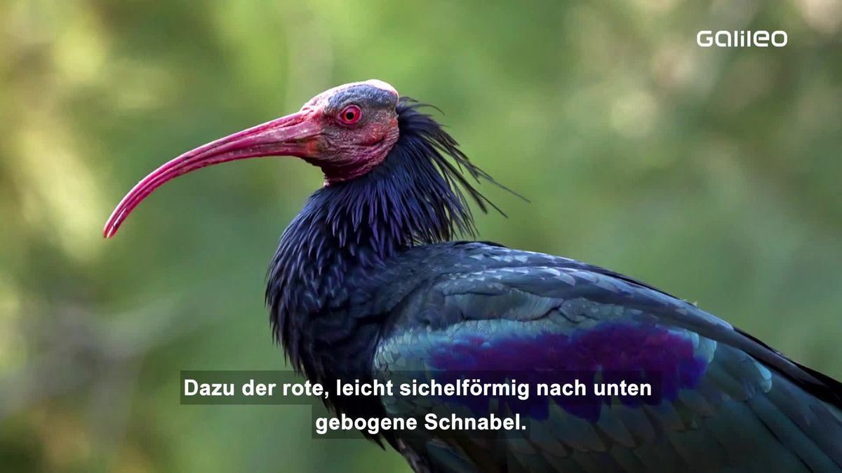 Waldrapp: Eine fast ausgestorbene Vogelart kehrt zurück