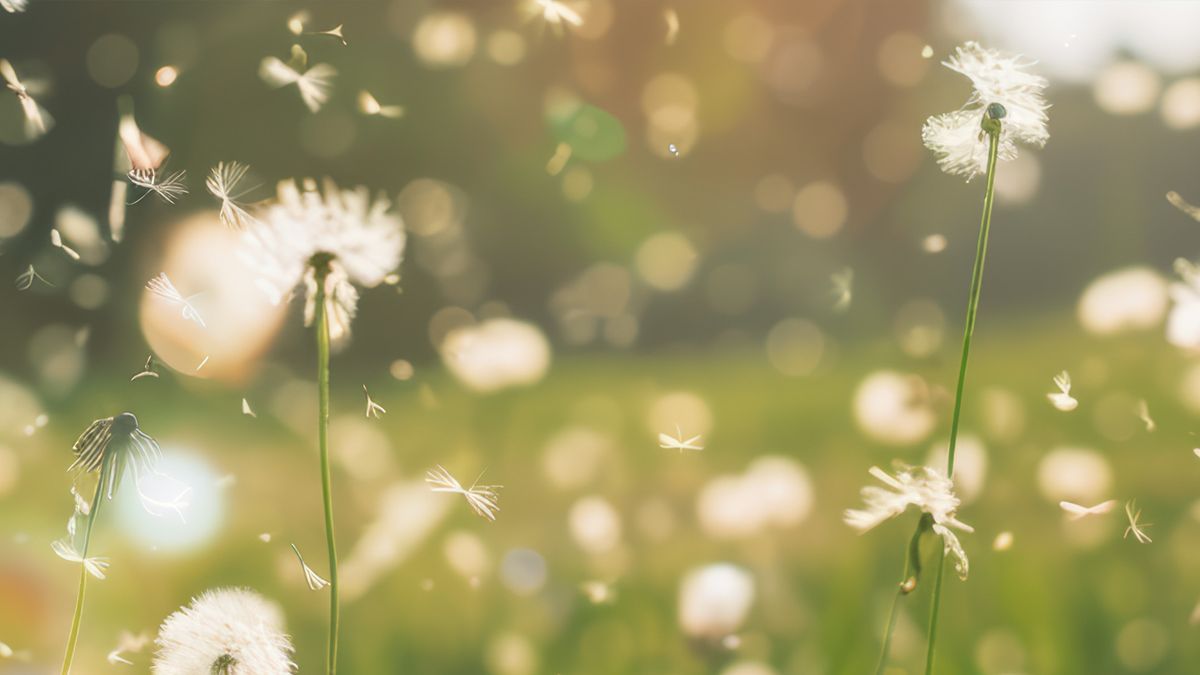 KI warnt vor Pollen: Hilfe für Allergiker