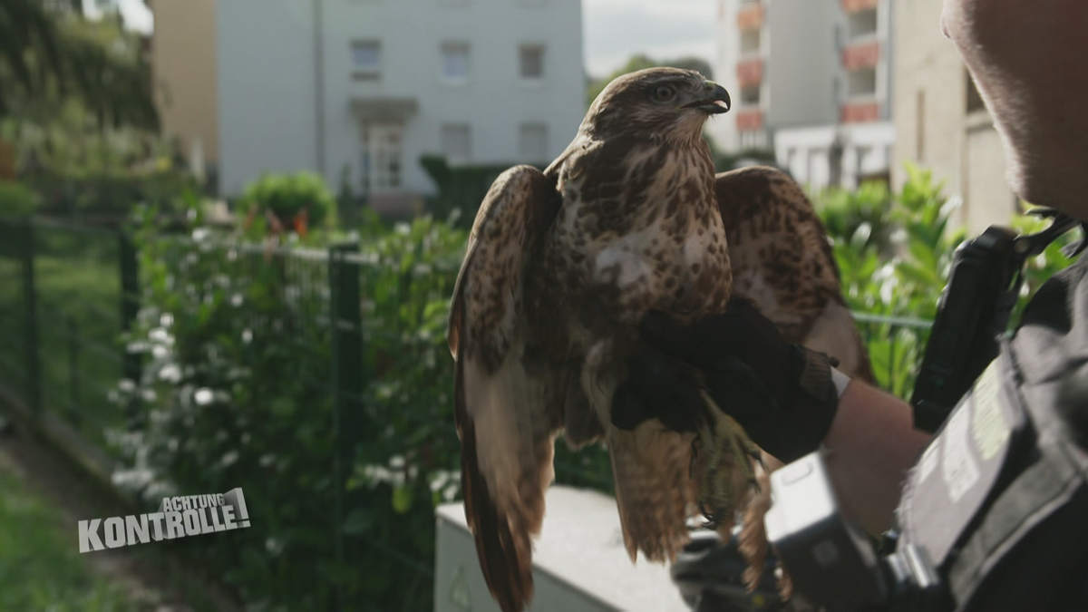 Wildvogel in Not? Mäusebussard abgemagert