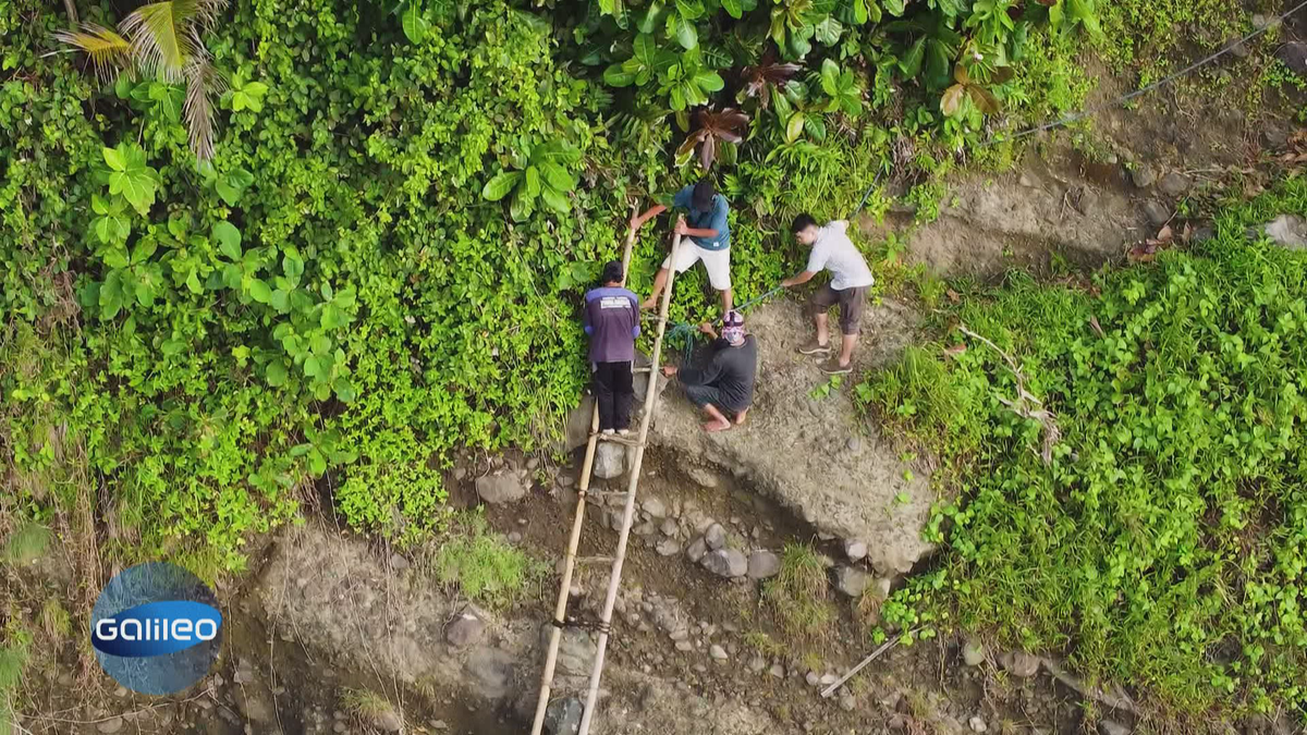 Die riskanteste Ernte in Indonesien