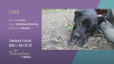 Kräftig und freundlich: Schäferhund-Mischling Luca