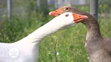 Mit Gans und Schwein zum neuen Glück