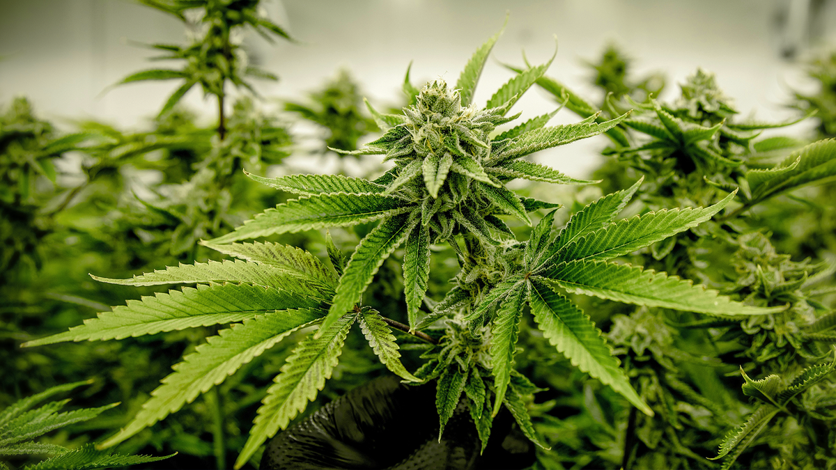 Cannabis: Kritik an Legalisierung wächst