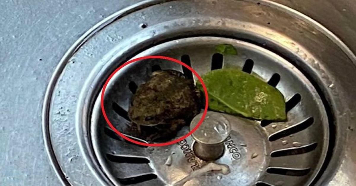 Frau findet Frosch im Aldi Spinat