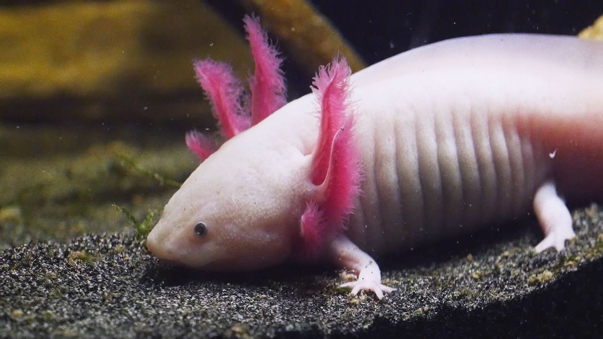 Crazy Nature: Superheld Axolotl