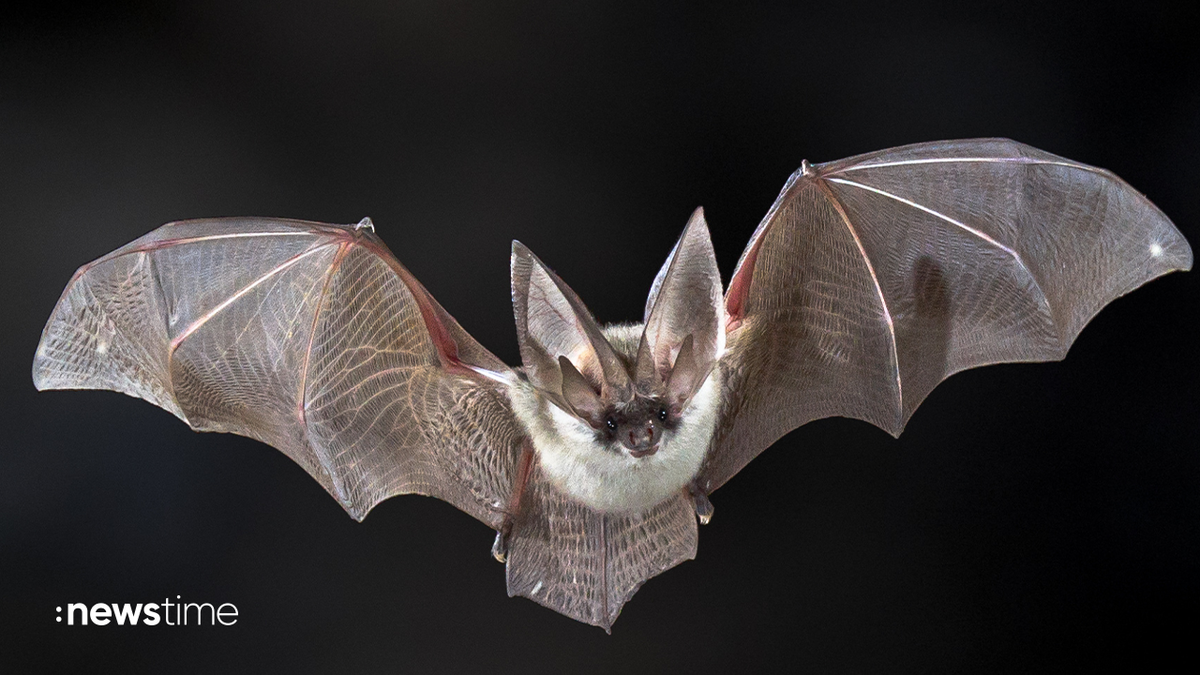 Bedrohte Tierarten: Faszination Fledermaus