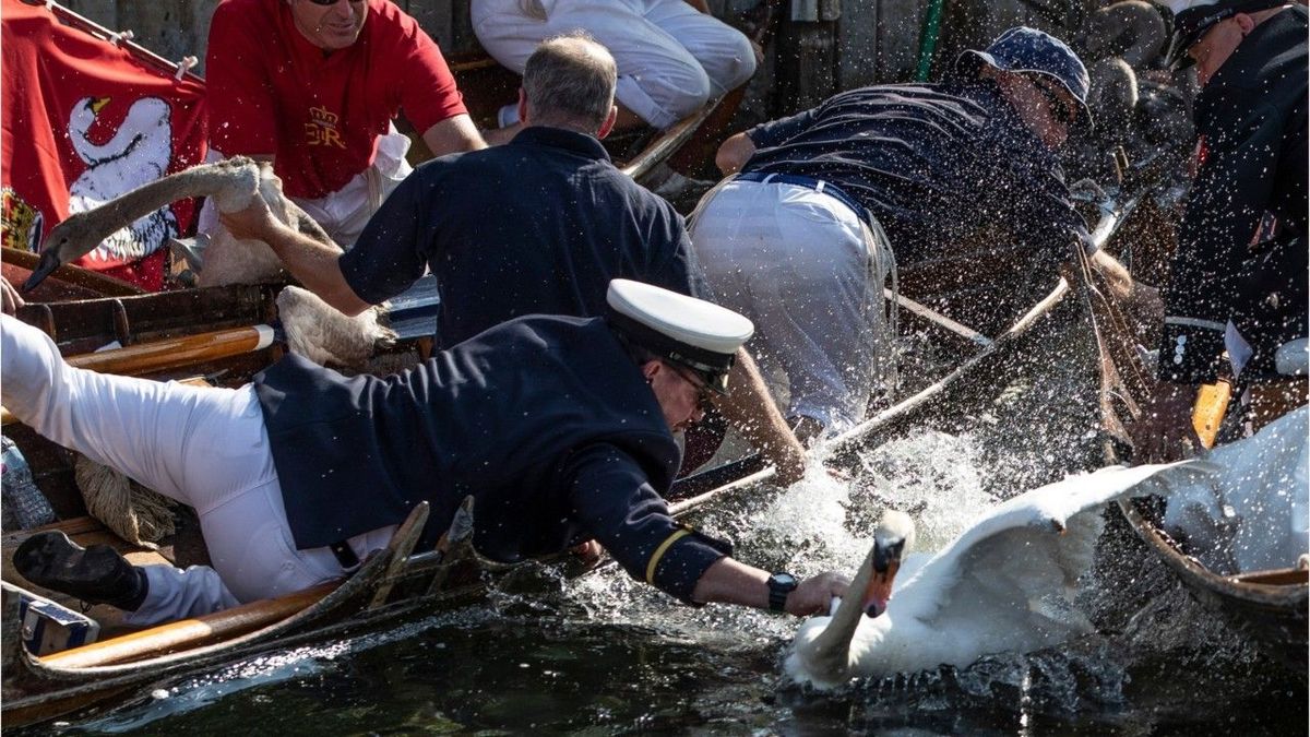 Schwäne zählen für die Queen: Das hat es mit der kuriosen "Swan Upping"-Tradition auf sich