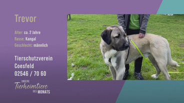 Verschmust und verspielt: Kangal Trevor sucht ein schönes Zuhause