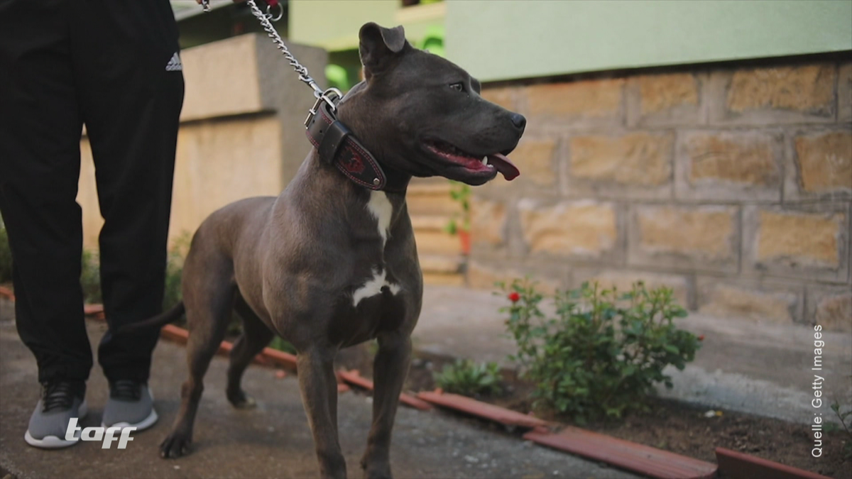 Kampfhund tötet Joggerin - welche Regeln gibt es in Deutschland?