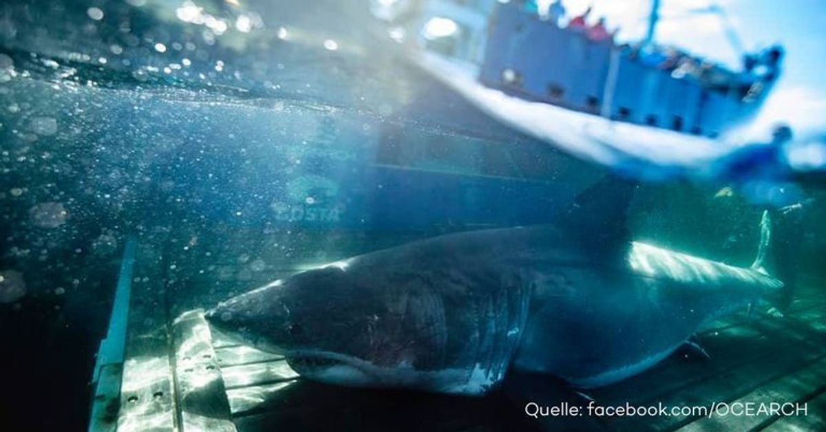 Riesiger Weißer Hai an Floridas Küste entdeckt