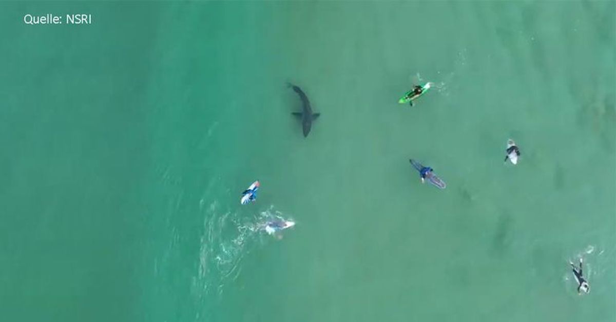 Video zeigt: Weißer Hai umkreist ahnungslose Surfer