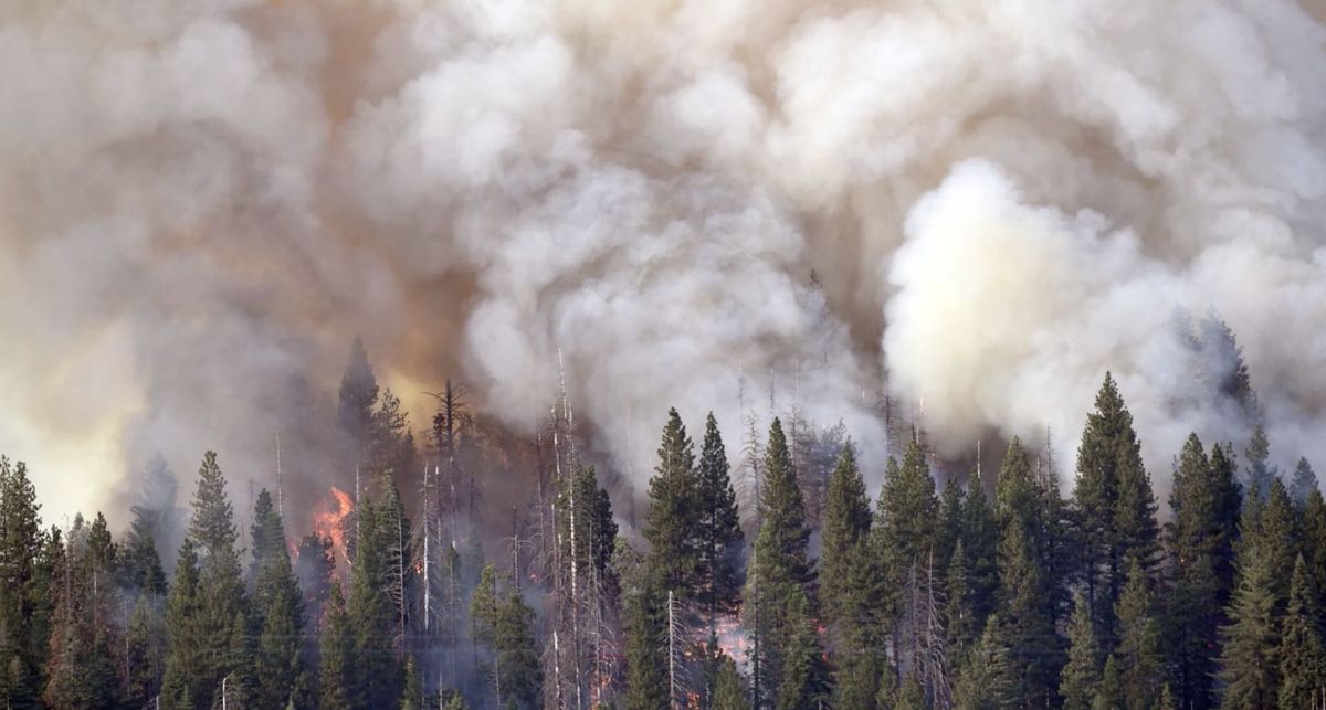 Yosemite-Nationalpark: Feuer bedroht Mammutbäume