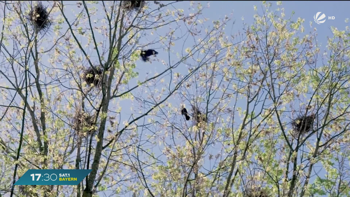 Vogelkot auf dem Friedhof: Krähen sorgen für Ärger in Unterhaching