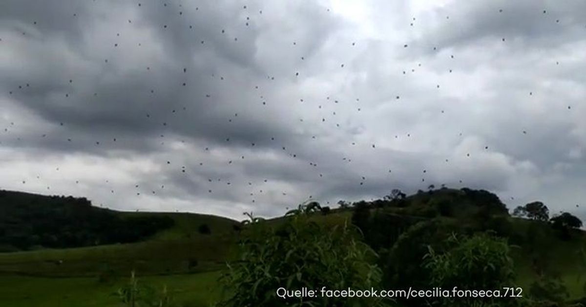 Oh. Mein. Gott! In Brasilien regnen hunderte Spinnen vom Himmel