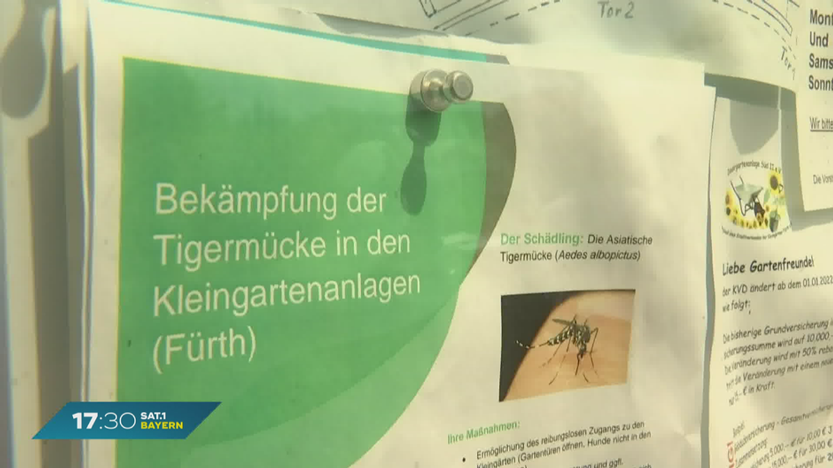 Gefahr in Bayern: Asiatische Tigermücke breitet sich aus