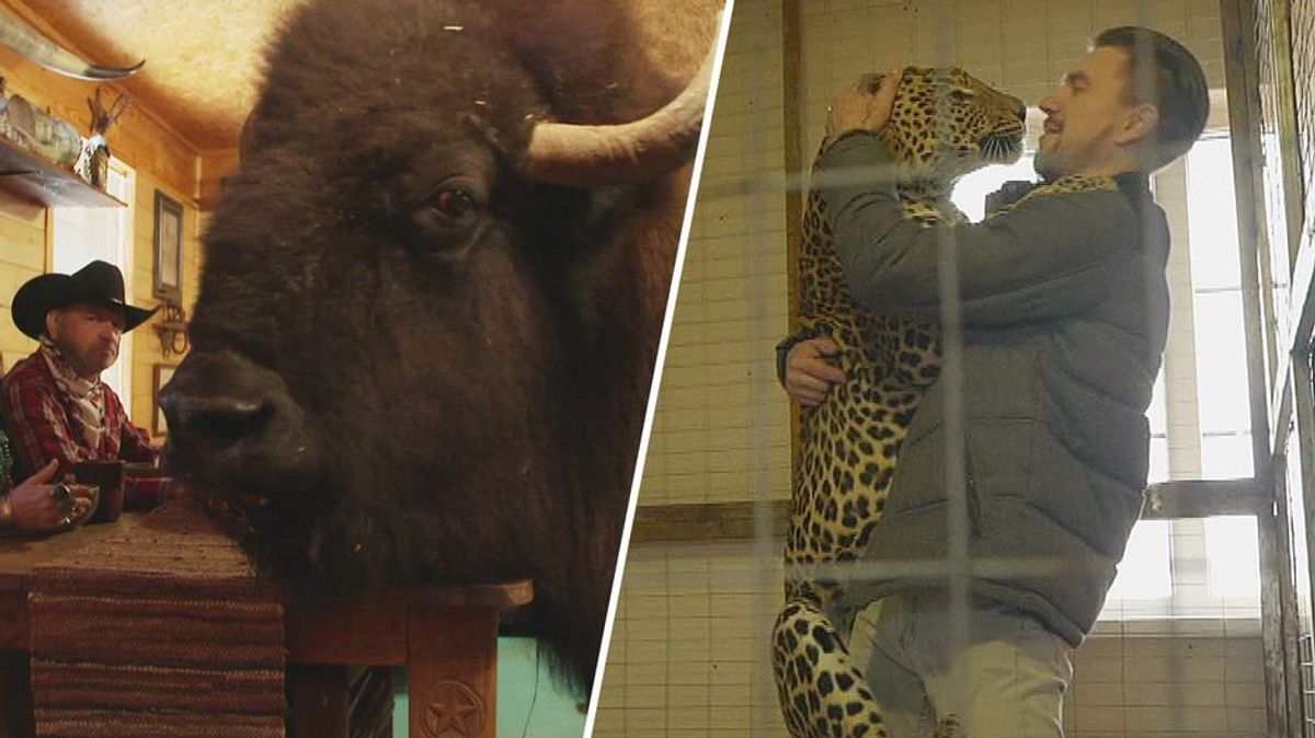 Couchgorilla & Stubentiger: Indischer Leopard & Bison