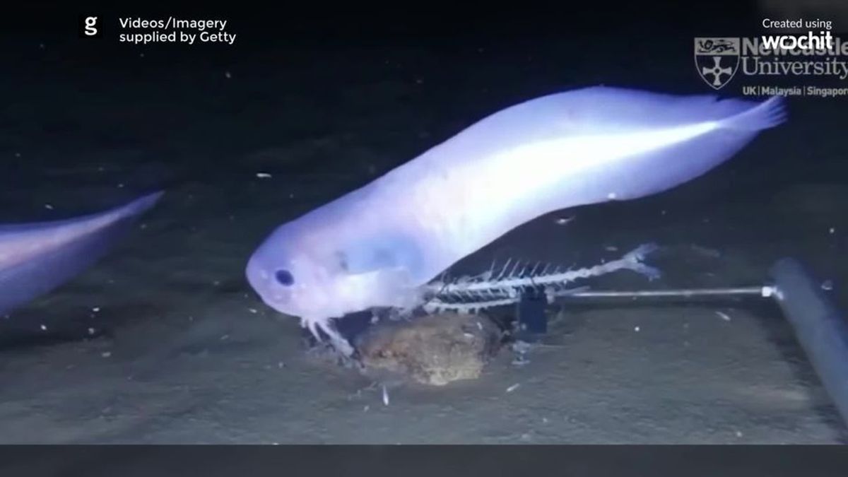 Creeeepy! Forscher entdecken 3 neue "Geisterfisch"-Arten in der Tiefsee