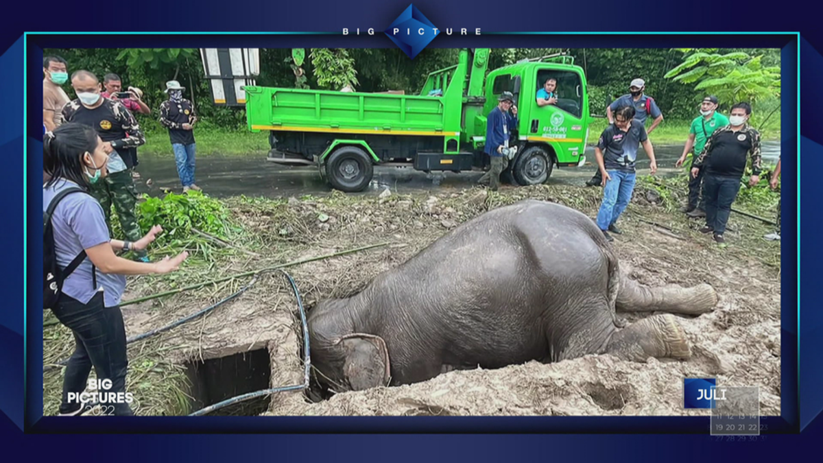 Dramatische Elefanten-Rettung in Thailand