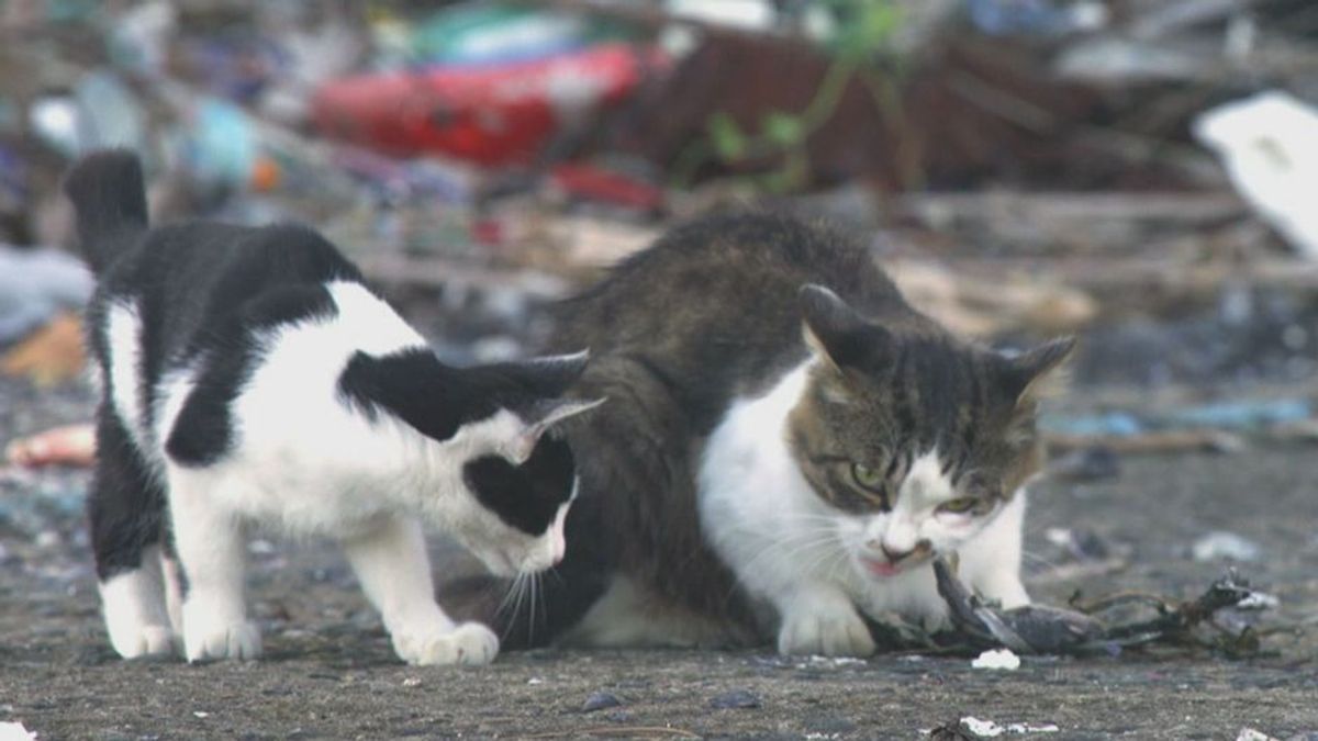 Problem mit Streunern: Katzen-Notstand im Landkreis Kehlheim
