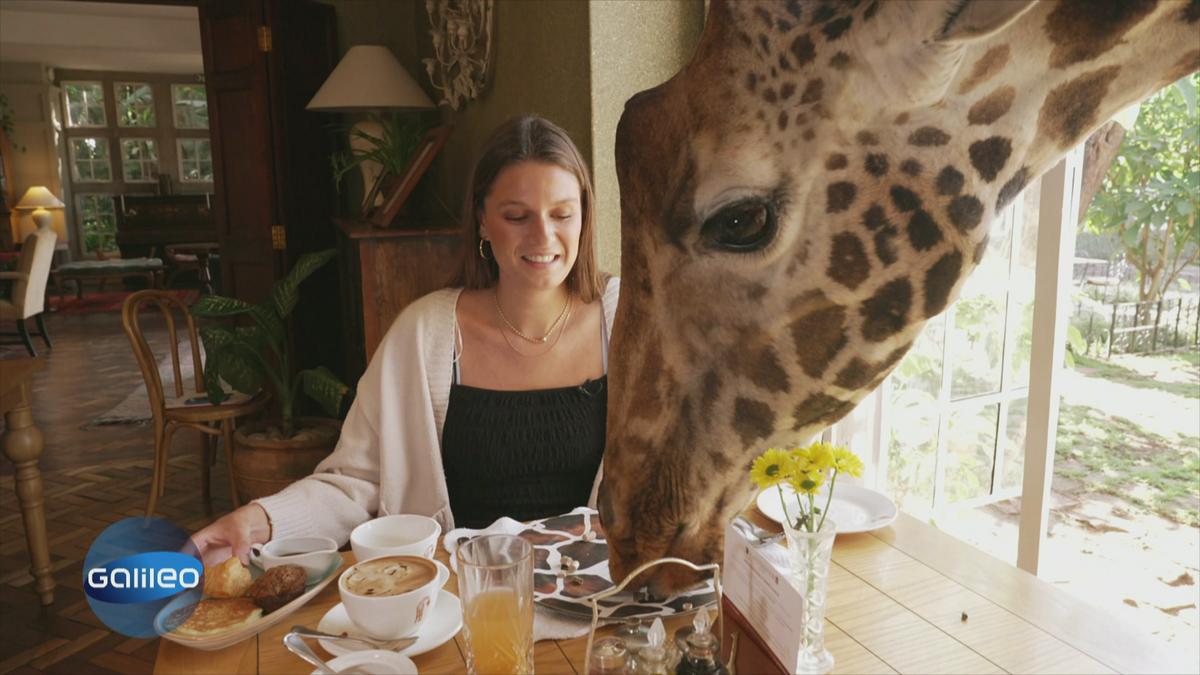 Langhalsige Frühstücksgäste und Pony im Zimmer: Skurrile Hotels weltweit