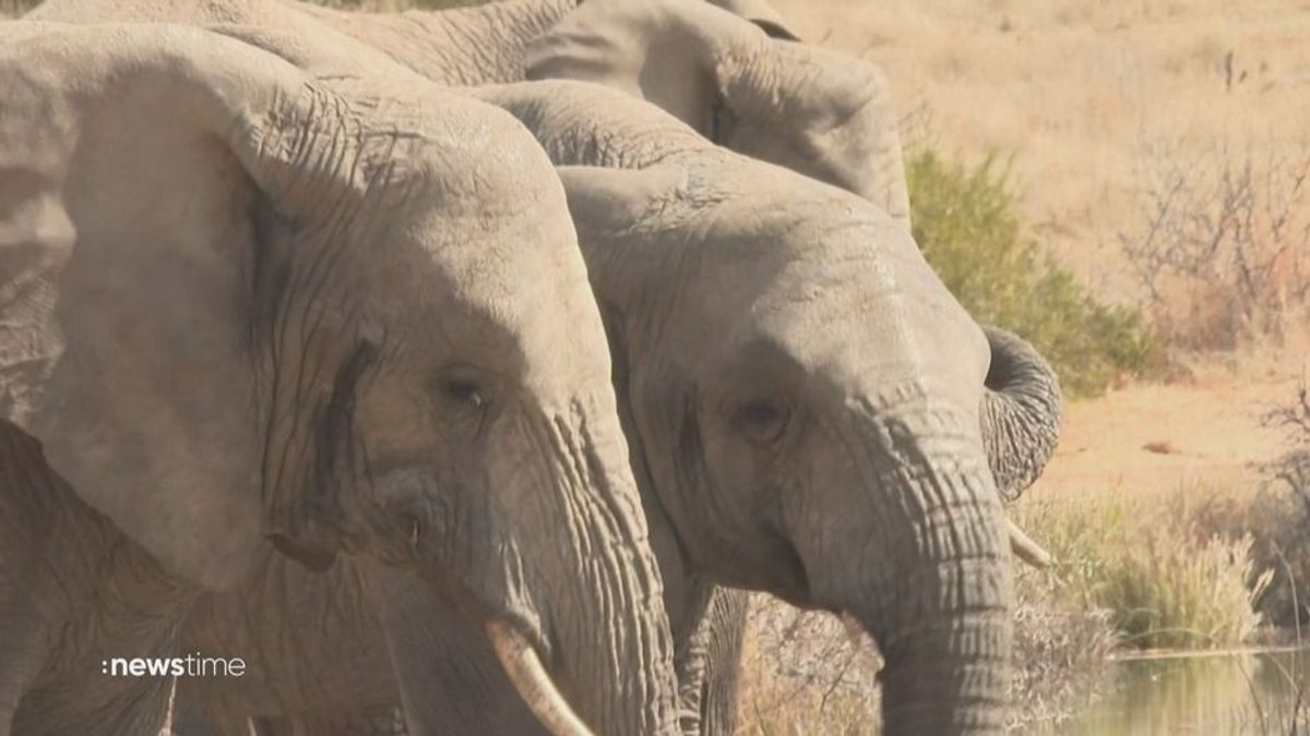 Schenkung: Botswana will 20.000 Elefanten an Deutschland abgeben