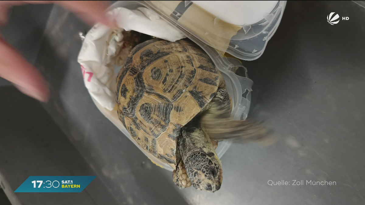 7 Schildkröten in Eiscremeboxen: Tierischer Fund am Flughafen München